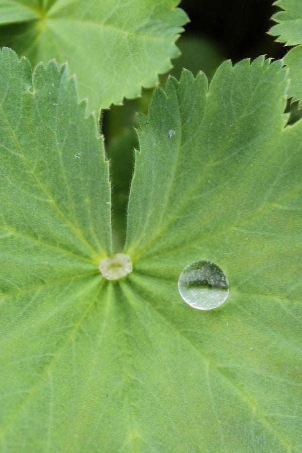 Water droplet on a leaf of Alchemilla mollis ©Hoffie Nursery