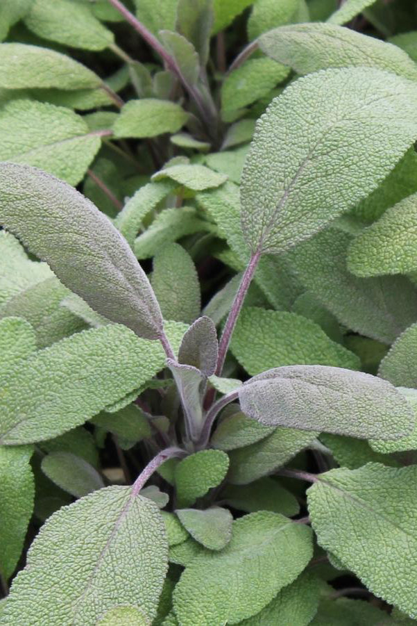 Purple sage leaves up close showing the green and purple variations ©Hoffie Nursery