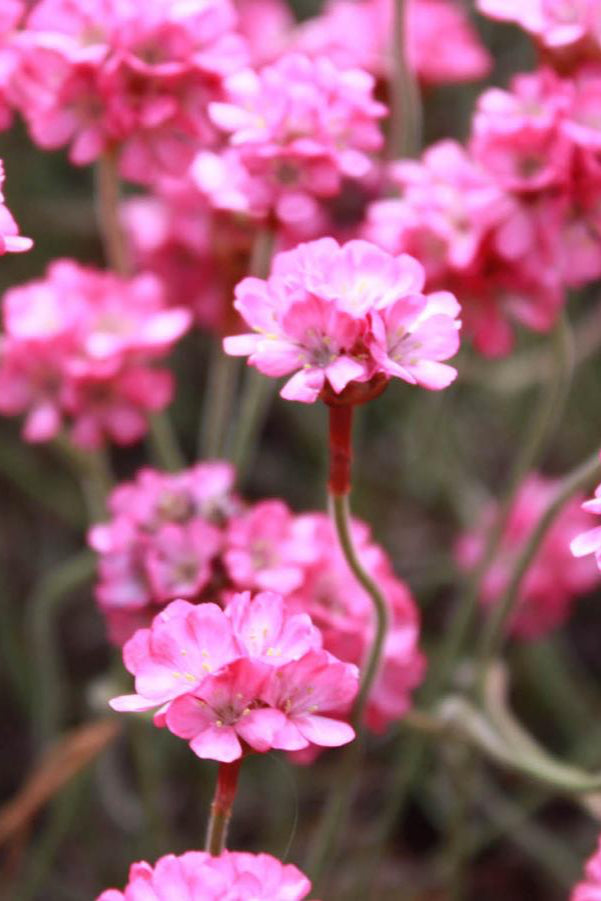 Armeria maritima 'Rubrifolia' up close in bloom and in multiples ©Hoffie Nursery