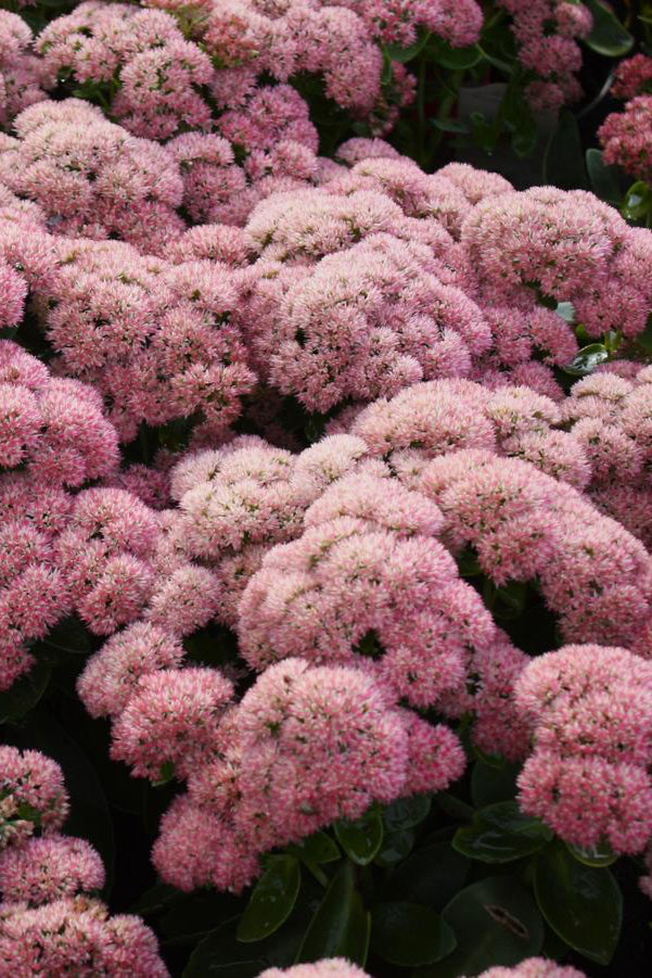 Sedum 'Autumn Fire' planted in. mass and blooming ©Hoffie Nursery