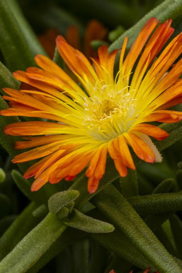 orange blooming succulent Delosperma 'Delmara Orange' 4