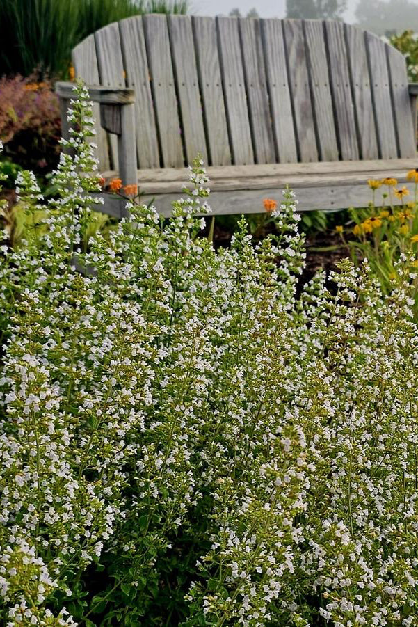 Calamintha var. nepeta in bloom en masse in front of a garden bench lifestyle garden shot. ©Hoffie Nursery