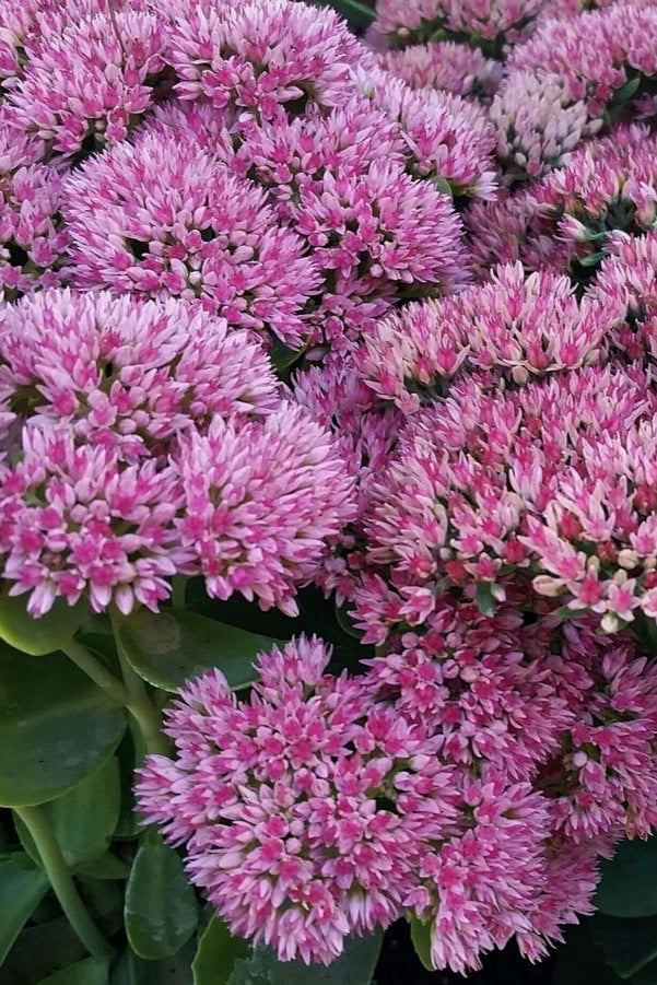 The blooming pink flowers of Sedum 'Autumn Joy' ©Hoffie Nursery