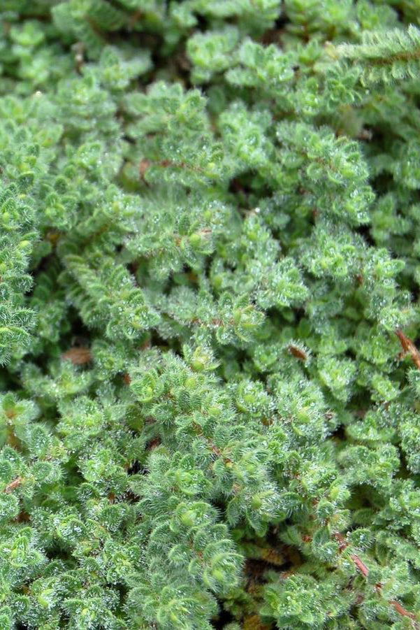 Thymus pseudolanuginosus up close and seeing the mat of fuzzy looking thyme leaves. ©Hoffie Nursery