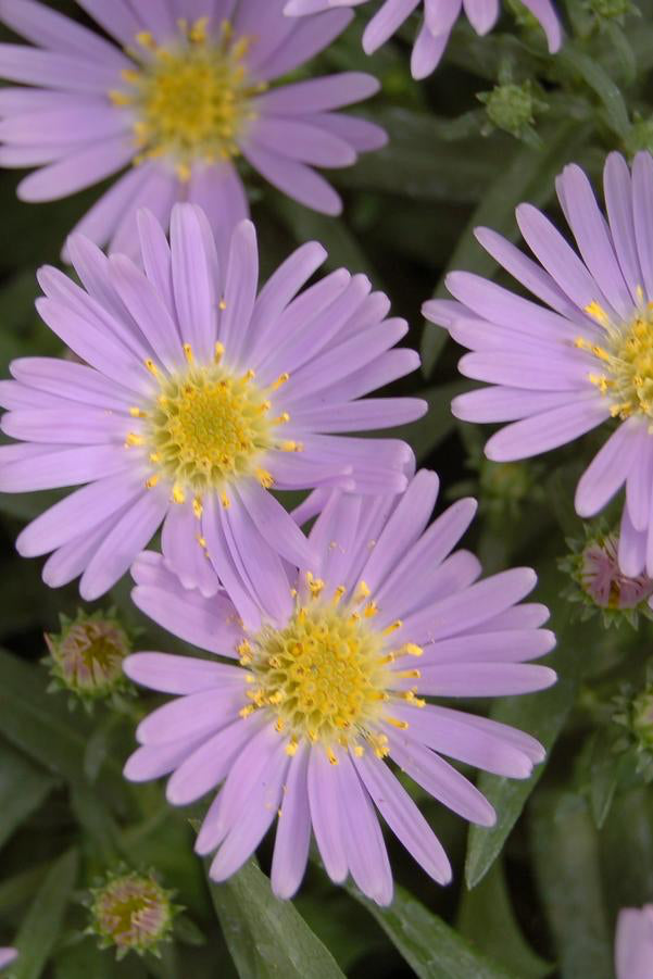 Aster 'Woods' Light Blue' in bloom and up close showing the light purple flowers with yellow centers ©Hoffie Nursery
