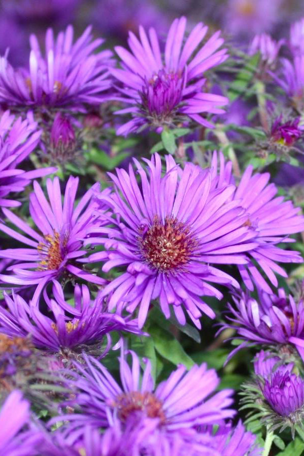A patch of Aster 'Wood's Purple' in full bloomed ©Hoffie Nursery