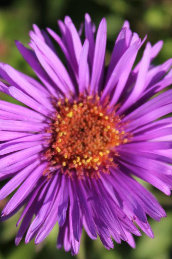 Aster 'Purple Dome' flower up close and in bloom ©Hoffie Nursery