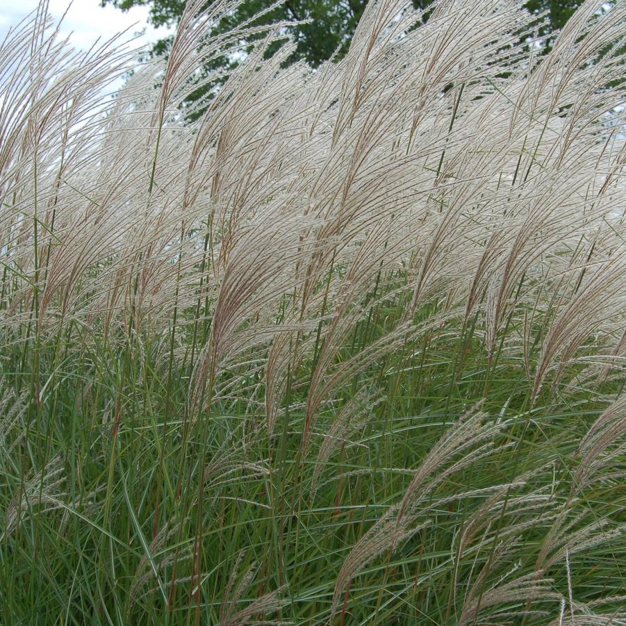 Miscanthus 'Graziella' showing the upright green blades and plumes planted in mass. ©Hoffie Nursery