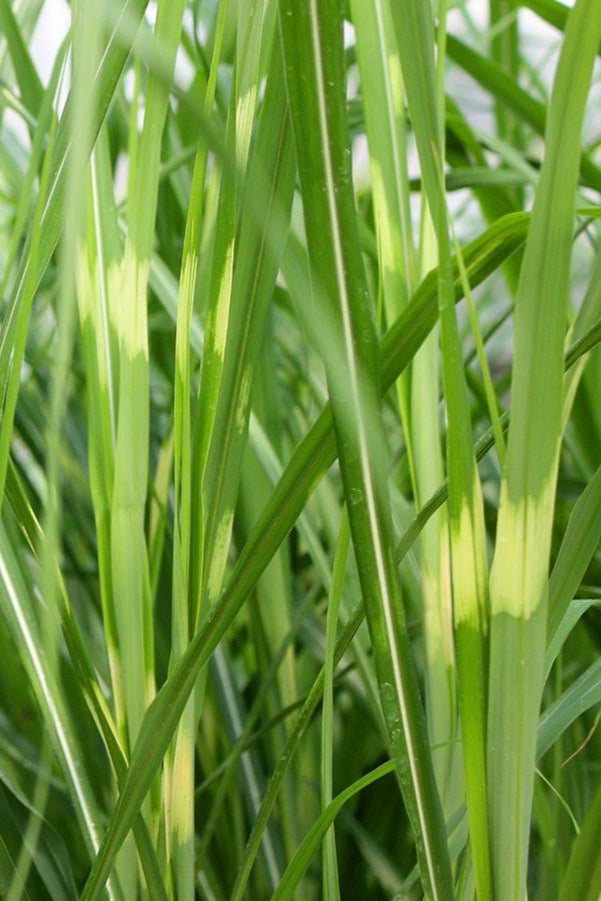 detail picture of the horizontal stripes on the blades of Miscanthus 'Zebrinus' ©Hoffie Nursery