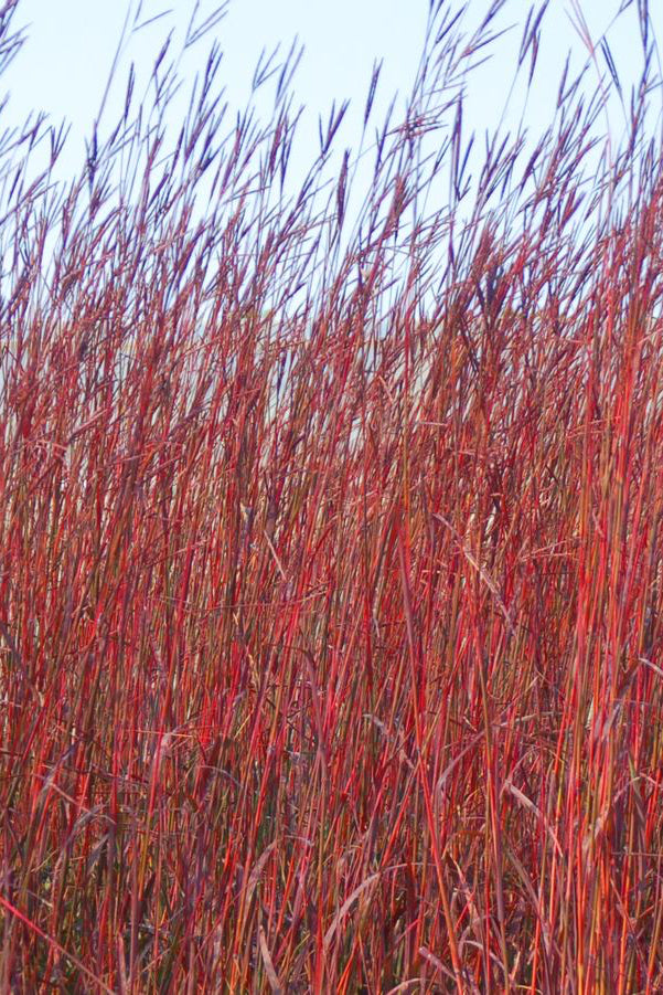 Andropogon 'Red October' in peak color and massed ©Hoffie Nusery
