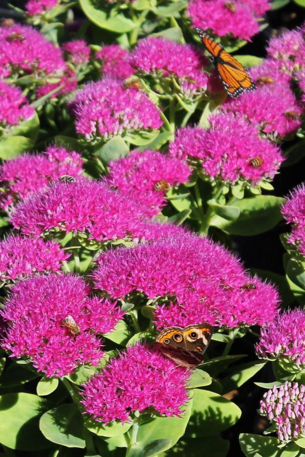 The blue green thick leaves and magenta blooms of the Sedum 'Neon' planted in mass with butterflies on the blooms. ©Hoffie Nursery