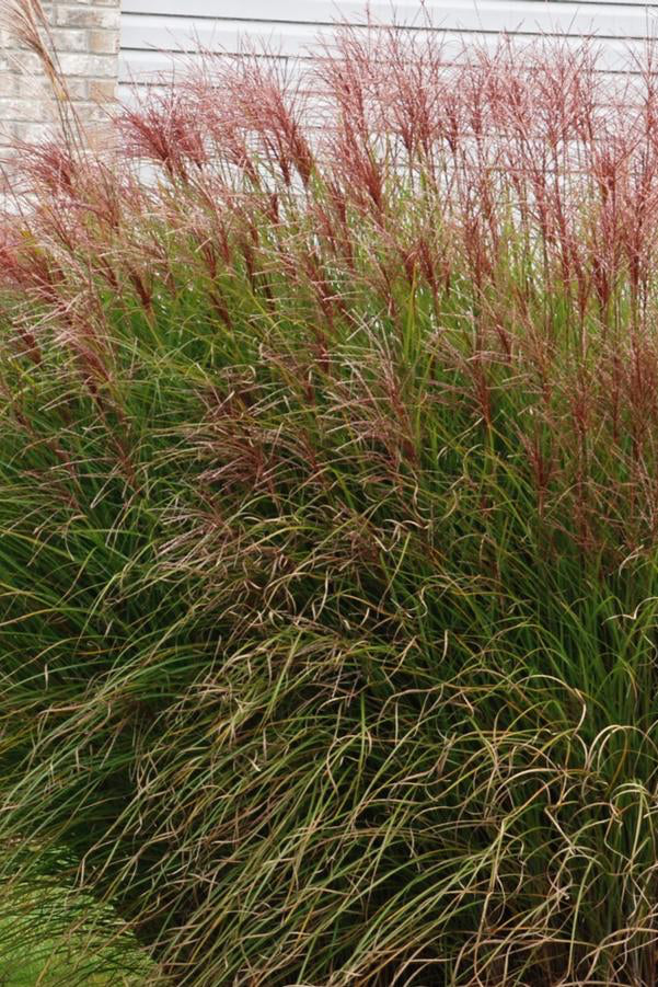 Miscanthus 'Gracillimus' at its full form and planted in mass in a landscape ©Hoffie Nursery