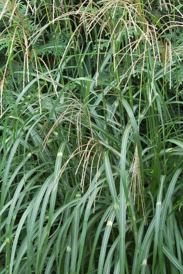 Miscanthus 'Little Zebra' grass up close and showing its plums naturally planted in a garden. ©Hoffie Nursery