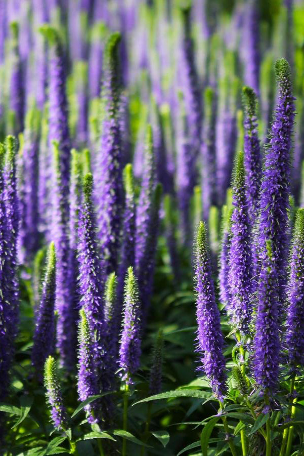 Veronica 'Royal Candles' in bloom and planted in multiples focusing on the purple bloom. ©Hoffie Nursery