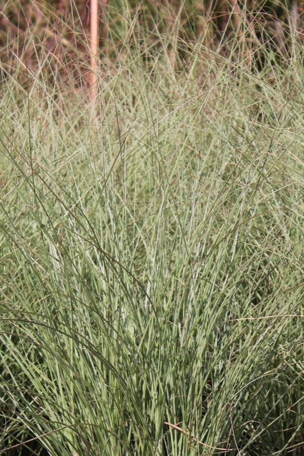 The variegated white and green leaves of the Miscanthus 'Morning Light' planted in mass. ©Hoffie Nursery