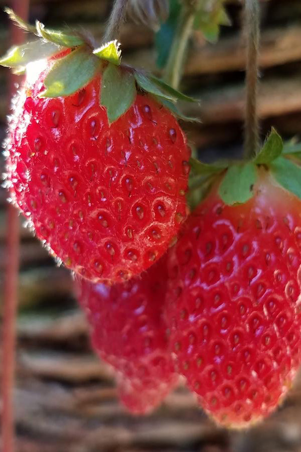 Strawberry 'Ozark Beauty' fruit up close ©Hoffie Nursery
