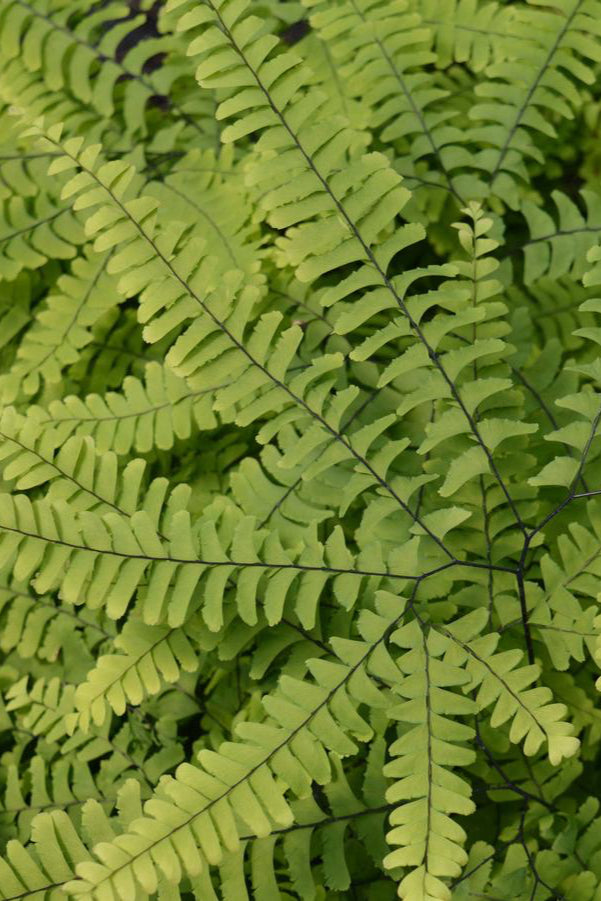 Detail image of the delicate leaves of the Adiantum maidenhair fern ©Hoffie Nursery