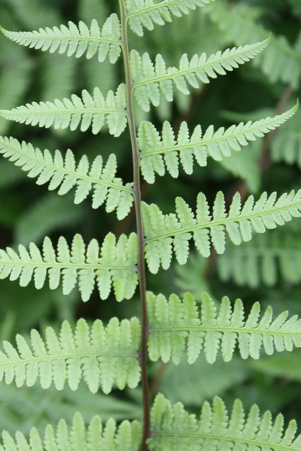 Athyrium felix-femina, the lady fern, close up and in detail. ©Hoffie Nursery
