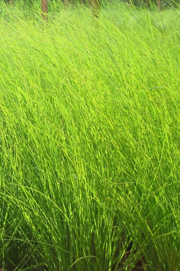 Sporobolus heterolepsis planted in mass with the blades in the wind ©Hoffie Nursery