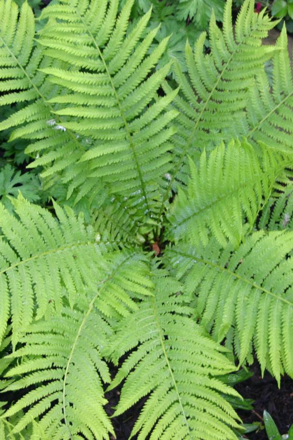 Detail of the serrated green fronds of the Matteussia "Ostrich Fern" ©Hoffie Nursery