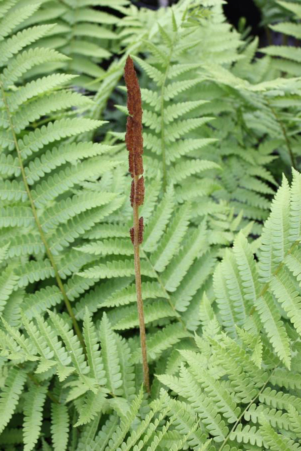Osmunda cinnamomea planted in mass and in full show ©Hoffie Nursery