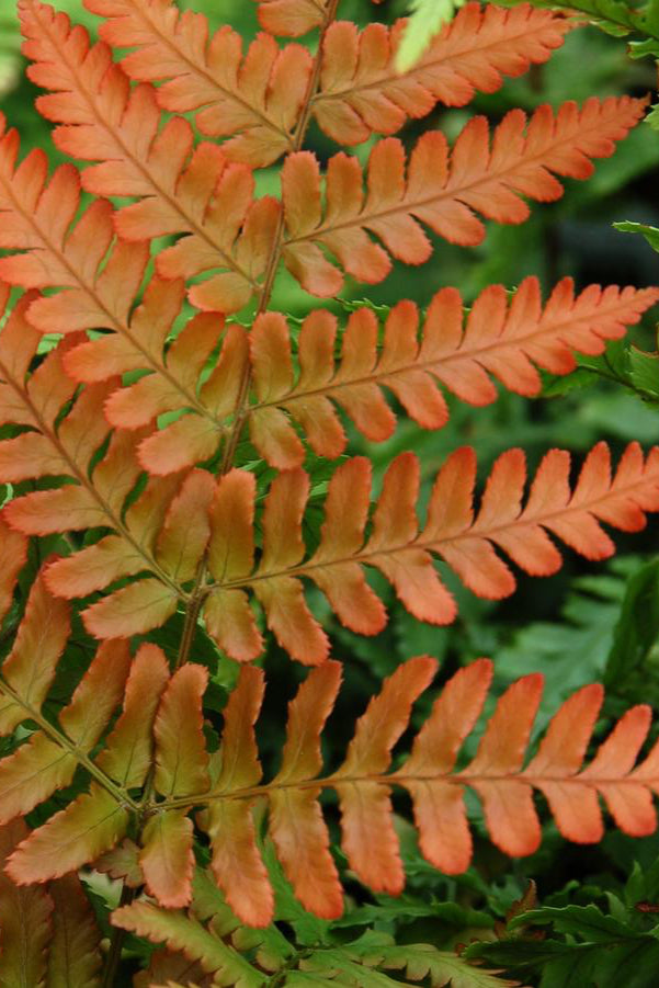 The Dryopteris 'Brilliance' leaves rust in color. ©Hoffie Nursery
