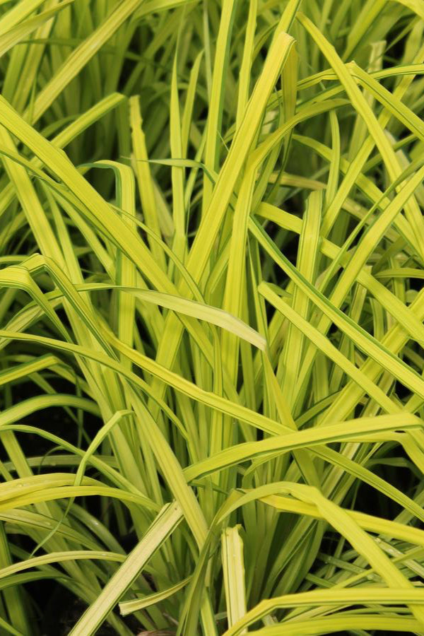 Carex 'Bowles Golden' en masse with its bright yellow foliage with green margins. @Hoffie Nursery