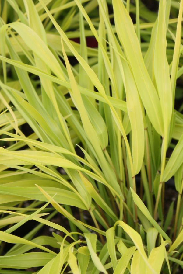 The vibrant yellow blades of the Hakonechloa 'All Gold' up close. ©Hoffie Nursery