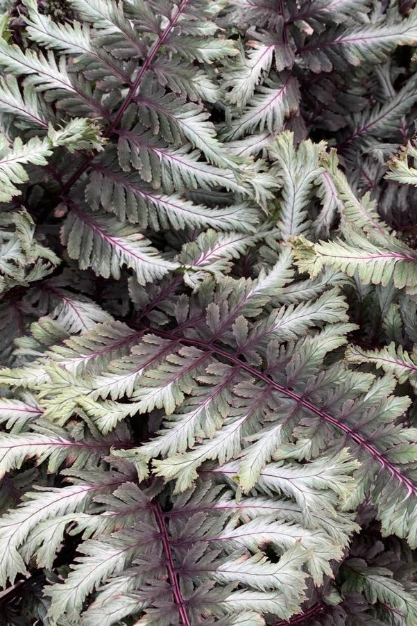 Anthyrium 'Crested Surf' showing off its sexy and frilly burgundy and silver foliage.  ©Hoffie Nursery