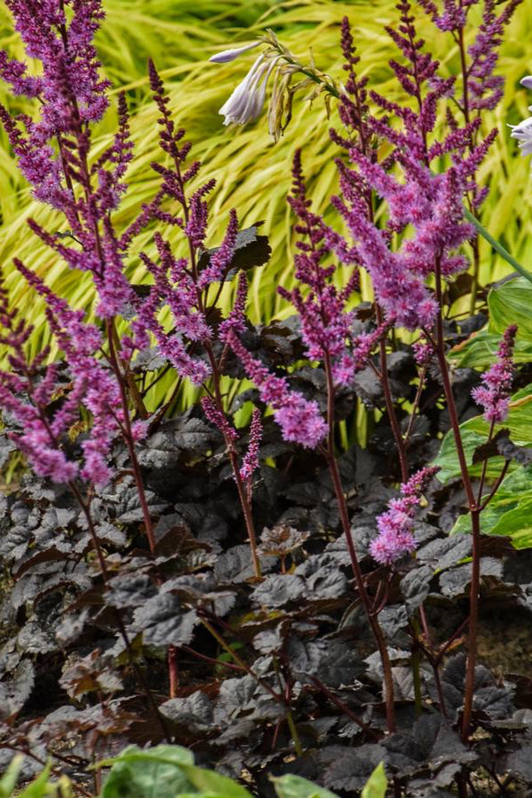 Astilbe 'Dark Side of the Moon' in bloom with its dark leaves in front of a chartreuse ornamental grass ©Hoffie Nursery