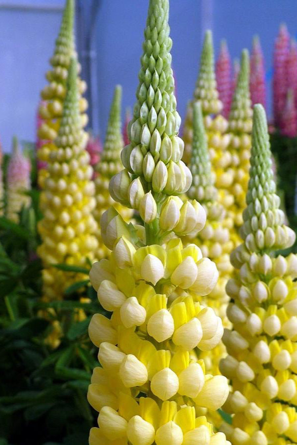 Lupinus 'Desert Sun' planted in mass showing the yellow flowers up close ©Hoffie Nursery