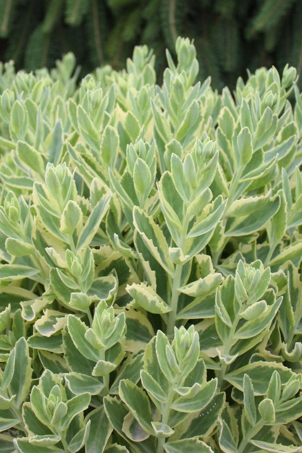 Sedum 'Elsie's Gold' up close showing off its green and light yellow thick leaves ©Hoffie Nursery