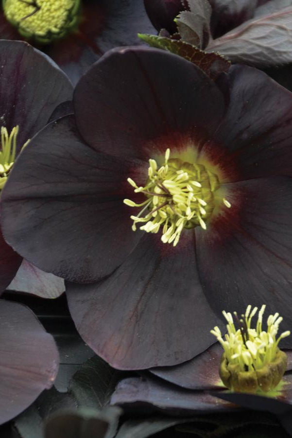 Helleborus 'New York Night' dark purple black flowers up close ©Hoffie Nursery