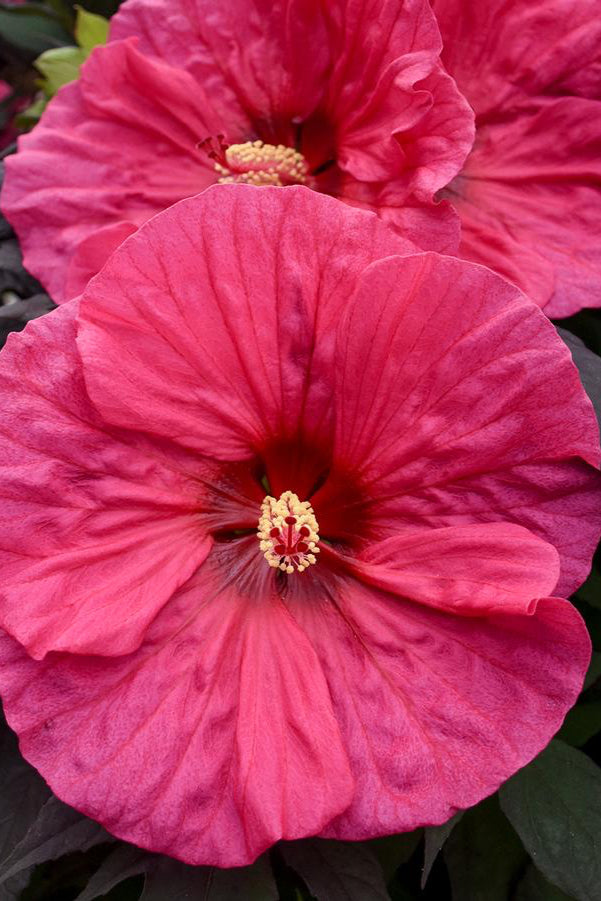 The huge hot pink open bloom of the Hibiscus 'Evening Rose' ©Hoffie Nursery