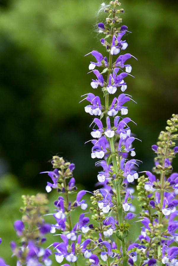 Saliva 'Azure Snow' planted in mass and blooming. ©Hoffie Nursery