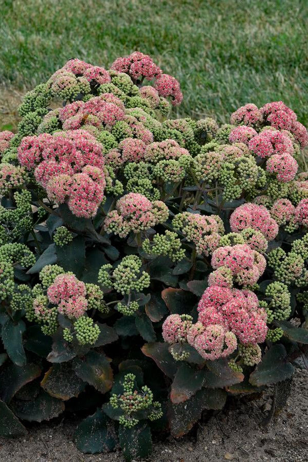 Sedum 'Rock 'n Grow Coraljade' with pink and green flowers on a grassy background ©Hoffie Nursery