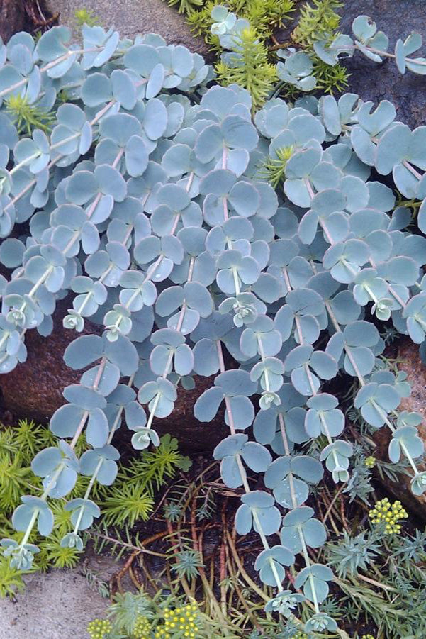 Sedum sieboldii with its blue green thick round leaves ©Hoffie Nursery