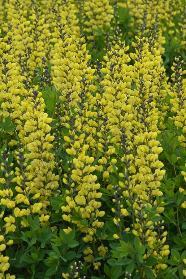 Field of yellow flowering Baptisia 'Lemon Meringue' with green leaves ©Hoffie Nursery