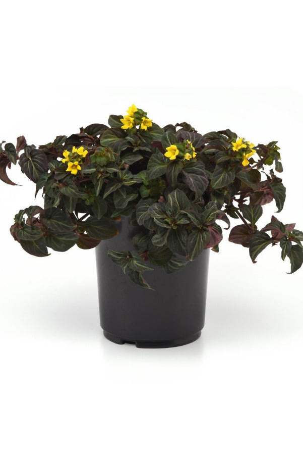 Potted Lysimachia a. 'Night Light' in a #1 growers pot with dark green leaves and yellow flowers on a white background ©Hoffie Nursery