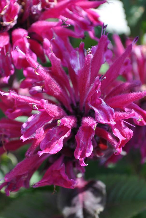 Close-up of a Monarda 'Marje Purple' vibrant pink flower with green leaves in the background ©Hoffie Nursery