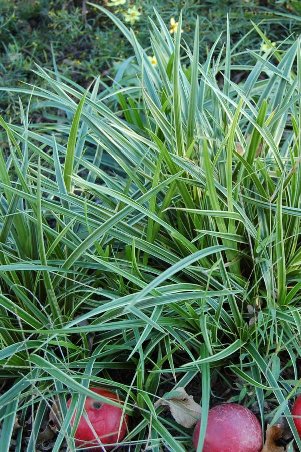 Carex 'Ice Dance' in en mass in a garden setting with its graceful arching blades of green with white margins. ©Hoffie Nursery