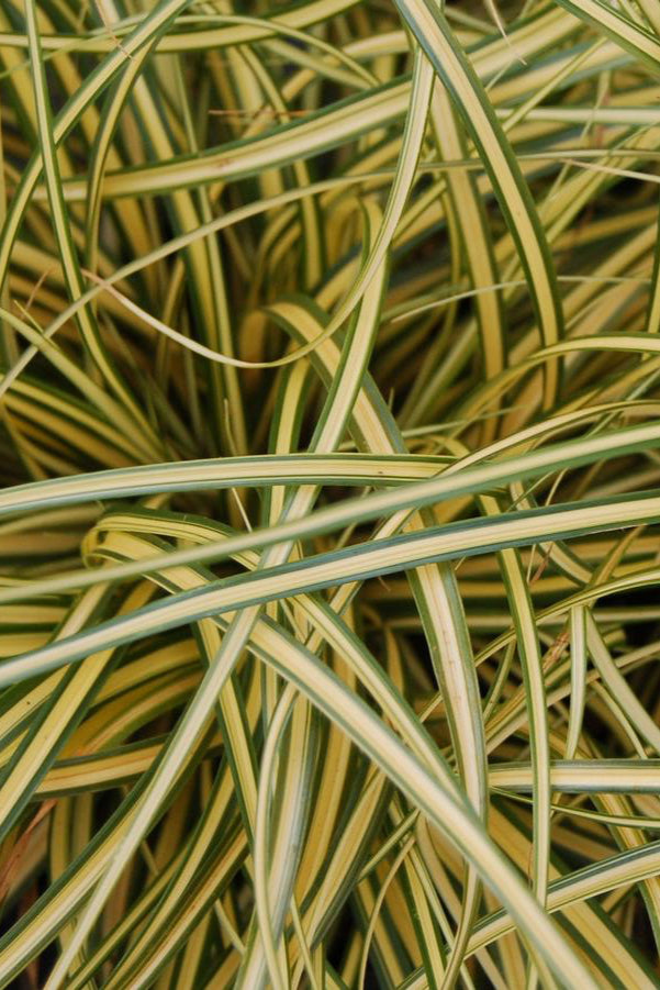 Carex 'Evergold' up close with its bright yellow with green margin arching blades ©Hoffie Nursery
