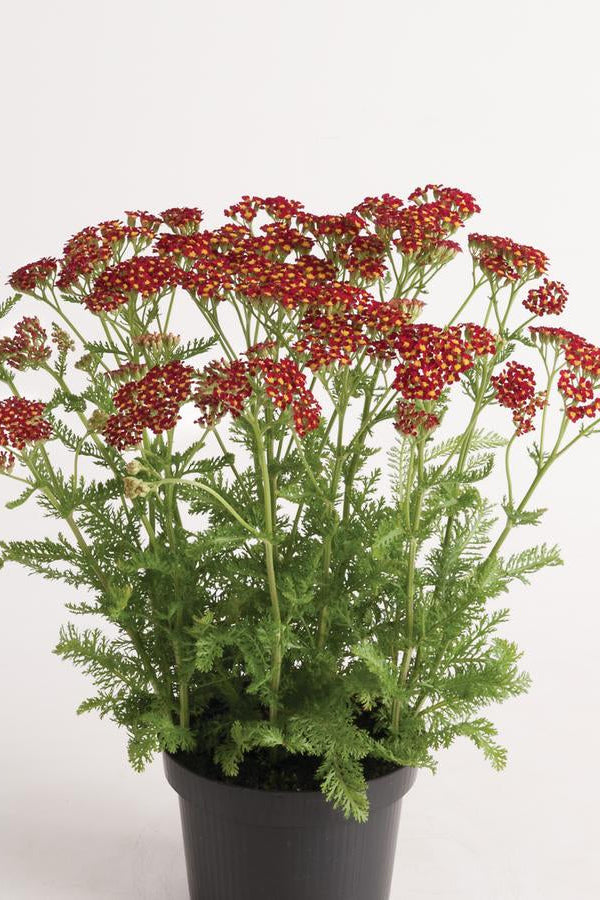 Potted Achillea 'Milly Rock Red' 1qt plant with red flowers on a white background ©Hoffie Nursery