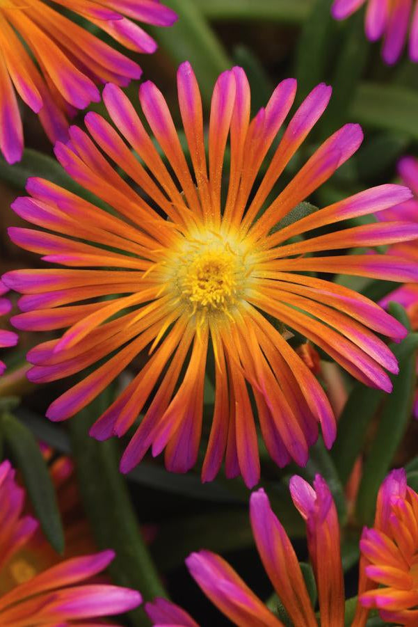 Delosperma 'Orange Glow' flowers up close and bright ©Hoffie Nursery