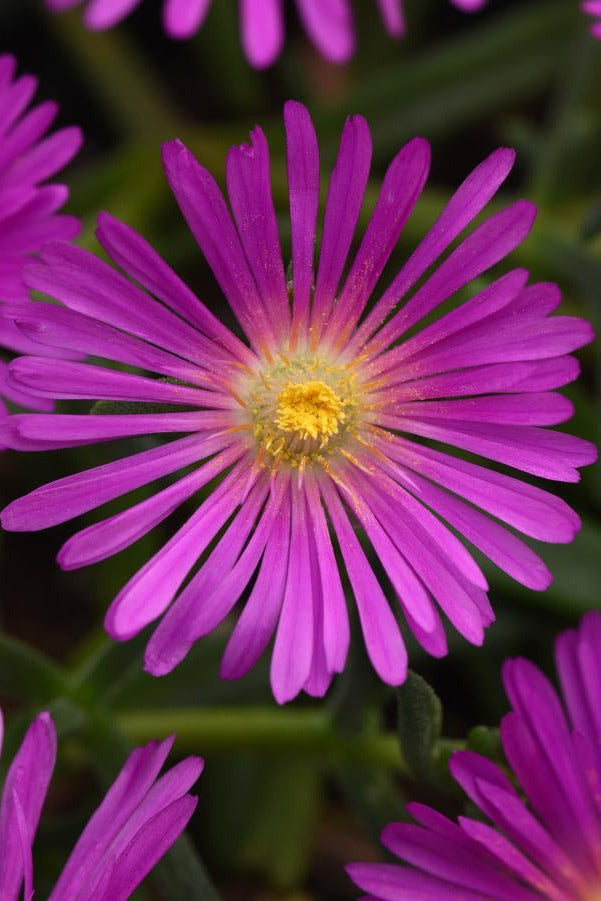 Close-up of vibrant Delosperma 'Violet' pink flowers with a green background ©Hoffie Nursery