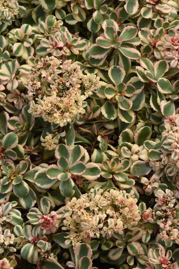 Close-up of Sedum 'What a Doozie' variegated green and pink leaves with small flowers. ©Hoffie Nursery