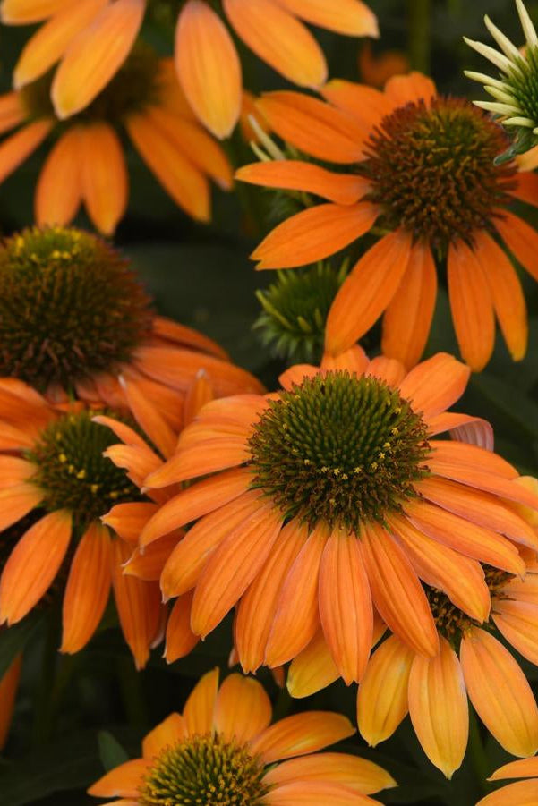 Close-up Echinacea 'Artisan Soft Orange' orange flowers with green centers on a blurred natural background ©Hoffie Nursery
