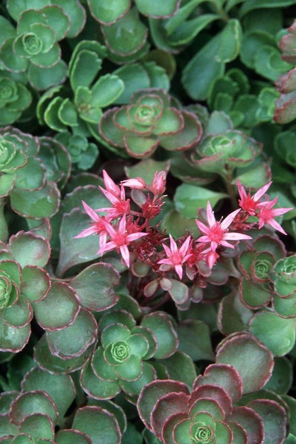 Sedum 'Fuldaglut' blooming with pink flowers above the round green and burgundy tinged leaves. ©Hoffie Nursery