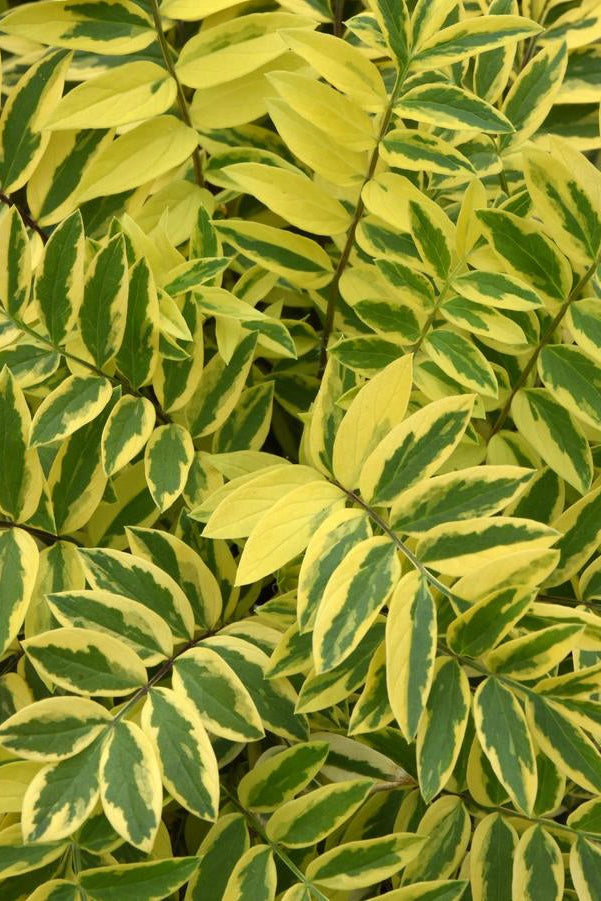 Close-up of Polemonium p, 'Golden Feathers' variegated green and yellow leaves ©Hoffie Nursery