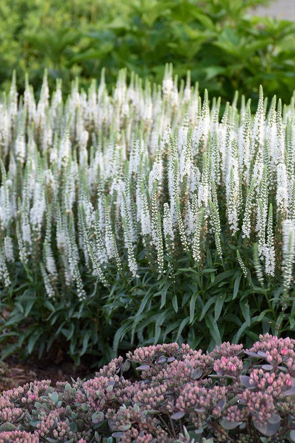 Garden scene with Veronica 'Magic Show White Wands' white flower spikes and pink flowering plants. ©Hoffie Nursery